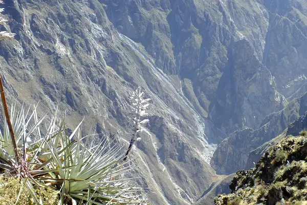 Dünyanın en güzel kanyonlarından biri olan derin Colca Kanyonu, Peru 'nun Arequipa şehrinde yer almaktadır.