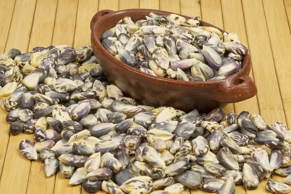 Tüm Serrano mısırı kırsal bir arka planda izole edilmiş. Serrano mısır taneleri seramik kabın içinde, yakın plan fotoğraf..