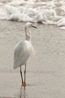 Büyük balıkçıl ya da Doğu Akbalıkçıl 'ı, bir kış öğleden sonra kumsalda yiyecek ararlar.