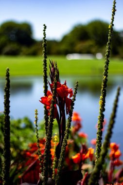 Turtle Gölü 'nde bir yaz günü