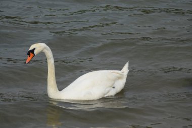 Whiteswan doğanın dışında.