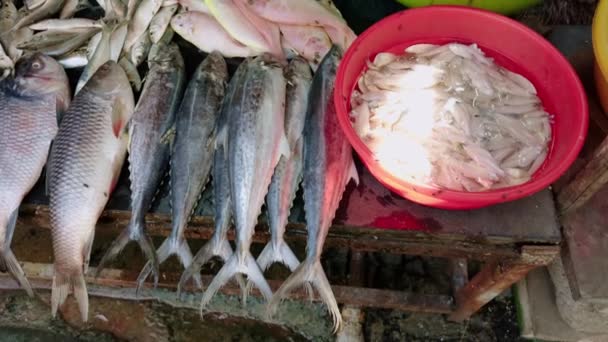 Асорті Свіжа Риба Виставлена Продаж Місцевому Ринку Демонструє Різноманітні Морепродукти — стокове відео