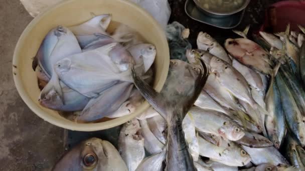Diverse Verse Vis Tentoongesteld Voor Verkoop Een Lokale Markt Met — Stockvideo