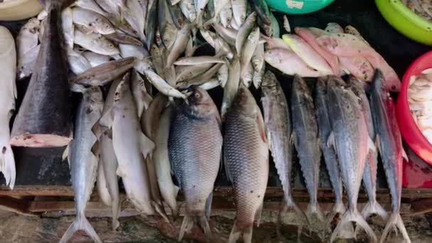 Různé Čerstvé Ryby Vystavené Prodej Místním Trhu Předvádějící Různé Mořské — Stock video