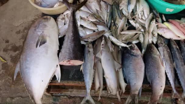 다양한 해산물 아시아를 보여주는 시장에서 판매를 표시되는 신선한 물고기를 — 비디오