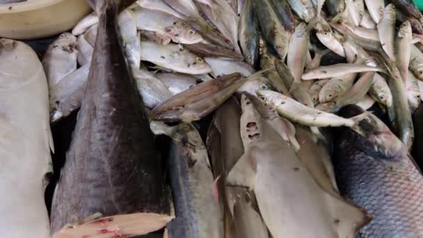 Różne Świeże Ryby Wystawione Sprzedaż Lokalnym Rynku Różnymi Owocami Morza — Wideo stockowe