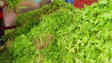 Marketten kişniş toplayan yeşil bir bakkal adam, yerel sebze pazarından sebze alan Asyalı bir adam, Hindistan 'ın yerel pazarından sebze alıyor.