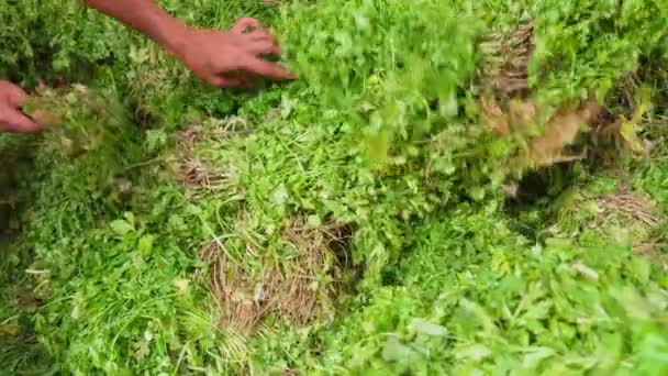 Zieloni Sprzedawcy Kupują Kolendrę Straganie Targowym Azjata Lokalnym Rynku Warzywnym — Wideo stockowe