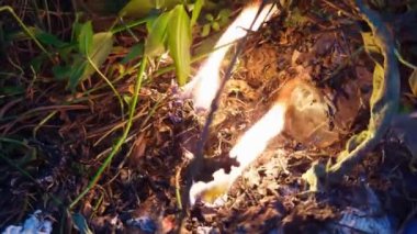 Alacakaranlıkta, Asya ve Hindistan 'da orman zemininde yapraklar ve dallar arasında yanan küçük alevler.  