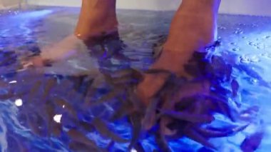 Balık spa 'sında, Asya' da, Hindistan 'da küçük balıkların ayaklarını kemirdiği balık pedikür terapisi gören bir kadın.