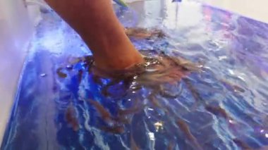 Balık spa 'sında, Asya' da, Hindistan 'da küçük balıkların ayaklarını kemirdiği balık pedikür terapisi gören bir kadın.