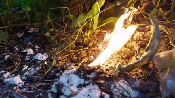Маленький Огонь Пламени Горящий Среди Листьев Веток Лесной Подстилке Сумерках — стоковое видео