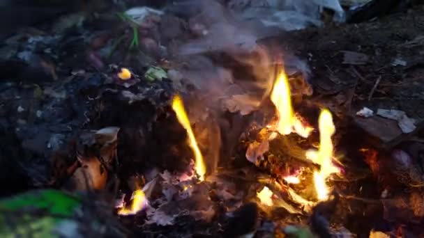 Μικρή Φλόγα Καίει Μεταξύ Των Φύλλων Και Των Κλαδιών Στο — Αρχείο Βίντεο