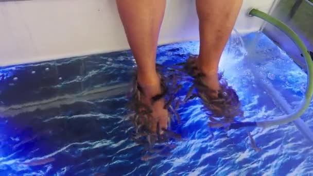 Kobieta Otrzymująca Terapię Pedicure Rybny Małymi Rybkami Kąsającymi Się Ich — Wideo stockowe