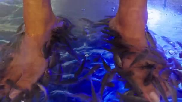 Женщина Получающая Рыбную Педикюр Терапию Мелкими Рыбками Грызущими Ног Голубой — стоковое видео