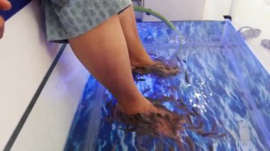 Balık spa 'sında, Asya' da, Hindistan 'da küçük balıkların ayaklarını kemirdiği balık pedikür terapisi gören bir kadın.