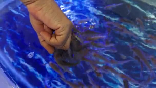 Женщина Получающая Рыбную Педикюр Терапию Мелкими Рыбками Грызущими Ног Голубой — стоковое видео