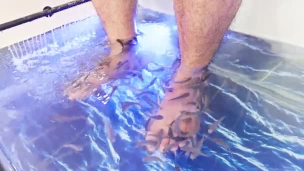 Mężczyzna Otrzymujący Terapię Pedicure Rybny Małymi Rybkami Kąsającymi Się Ich — Wideo stockowe