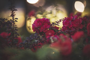 Bahçedeki güzel kırmızı çiçekler ve güneşli bokeh