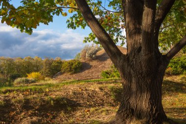 Sonbahar ormanının arka planında büyük bir kuru yaprak yığını. yüksek kaliteli fotoğraf