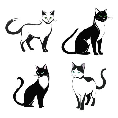 set farklı pozlar içinde siyah ve beyaz kedi