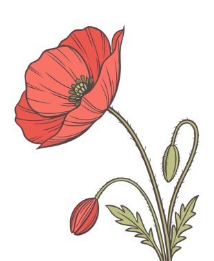  Zarif Kırmızı Haşhaş Çizimi - Botanik Çiçek Sanat Tasarımı