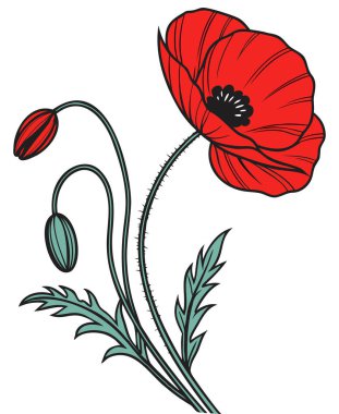  Canlı Kırmızı Haşhaş Çiçeği Çizimi - Botanik Sanatı