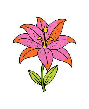 Vibrant Pink and Orange Lily Flower Illustration with Green Leaves