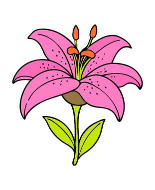 Vibrant Pink Lily Flower Illustration on White Background