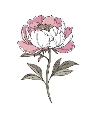  Beyaz Arkaplanda Zarif Pembe Şakayık Çizimi