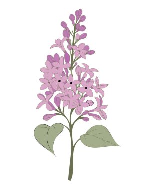 Pembe Leylak Çiçeği Çizimi - Güzel Botanik Sanatı