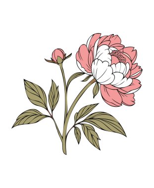 Zarif Şakayık Çiçek Çizimi Pembe ve Beyaz