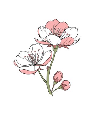 Güzel Kiraz Çiçeği İllüstrasyonu Minimalist Çiçek Sanatı