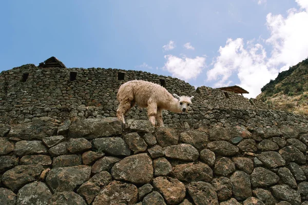 Cusco Kutsal Vadisi - Bölüm 16, 2023: Alpaca, İnka harabelerinin arasında otluyor. Tarihin ve doğanın eşsiz bir karışımı. Veri bankası maceralarıyla..