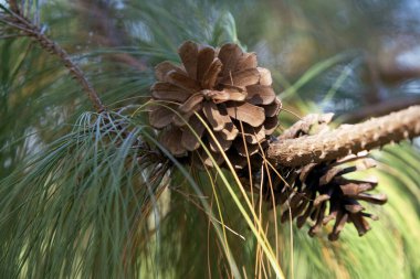 Ormandaki bir çam ağacının dallarında kozalaklar