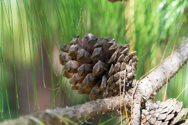 Ağaçtaki çam kozalağı