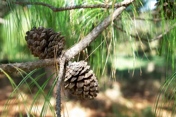 Ormanda çam kozalağı