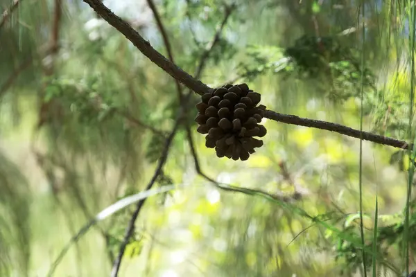 Çam ağacı dalının yakın plan fotoğrafı.