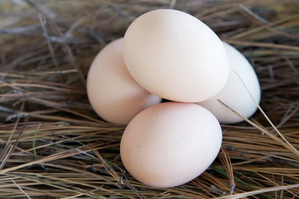 Tahta bir arka planda yuvadaki tavuk yumurtaları