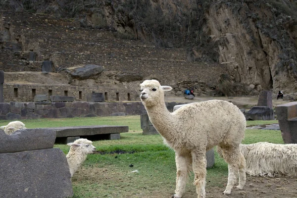 Ollantay Tambo caddesi, eski kasaba. 