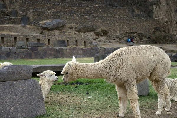 Ollantay Tambo caddesi, eski kasaba. 