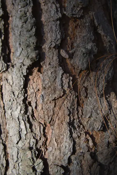 ağaç kabuğu dokusu, ahşap arkaplan