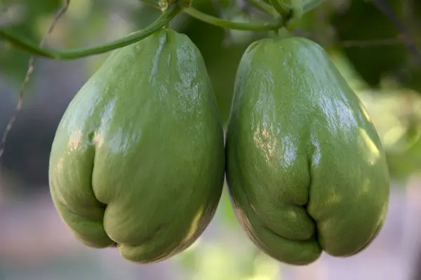 Olgun yeşil papaya meyveleri ağaçta.