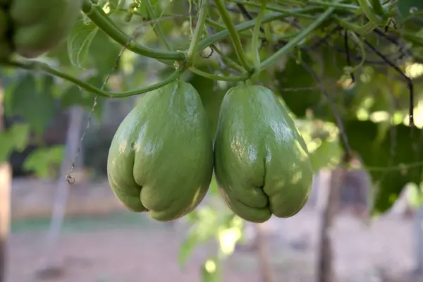 Ağaçtaki organik patlıcan