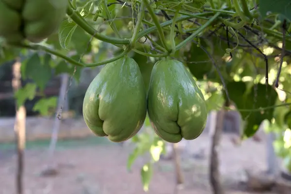 Bahçedeki ağaçta organik yeşil domatesler