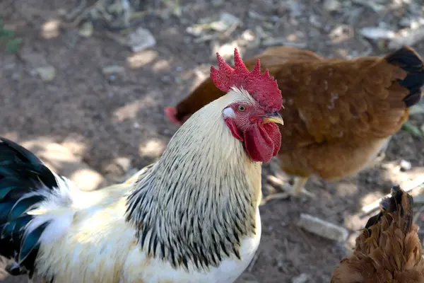 Güzel kırmızı ve beyaz bir penis.