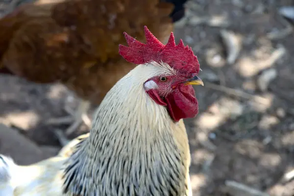 Siyah gözlü kırmızı horoza yaklaş.