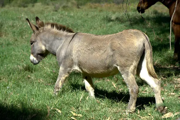 Kırsal alanda bir eşek.