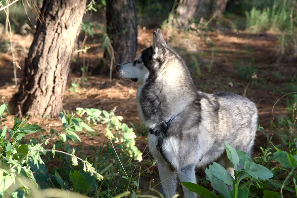 Yazın ormandaki gri kurt.