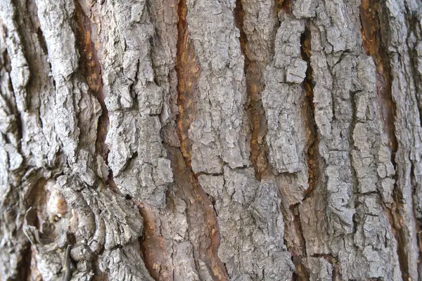 Bir ağacın kabuğuna yakın.